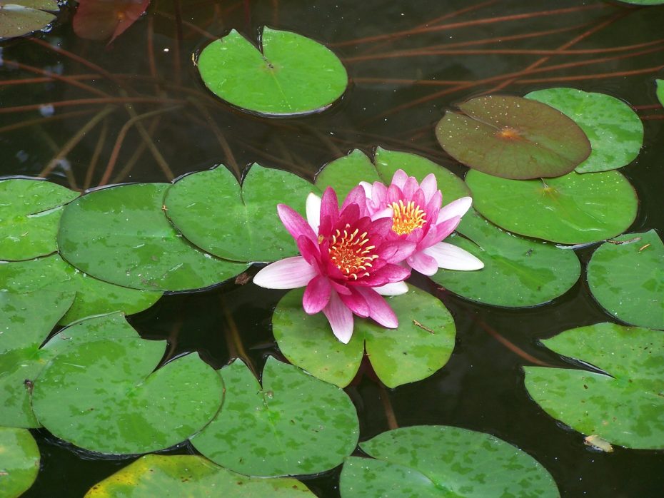 Plantas acuáticas: descubre las especies que requieren abundante agua