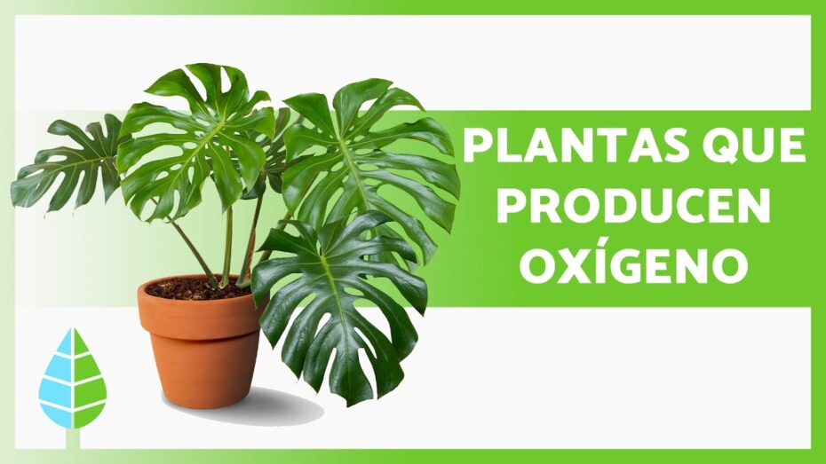 Plantas nocturnas que producen oxígeno: descubre cuáles son