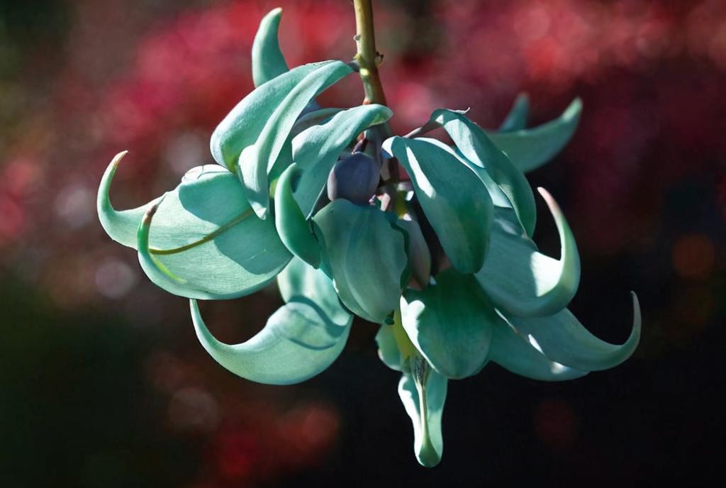 Plantas raras y bonitas para tener un jardín sorprendente