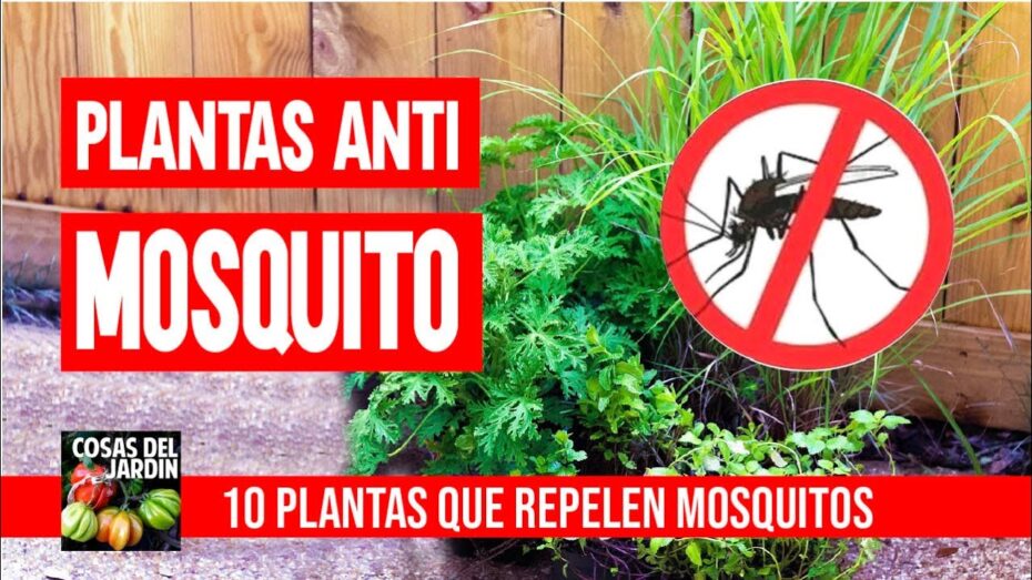 Plantas repelentes de insectos: Descubre cómo mantener alejados a los insectos con estas variedades botánicas