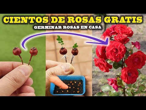 Rosas: Descubre las plantas más hermosas de esta familia botánica