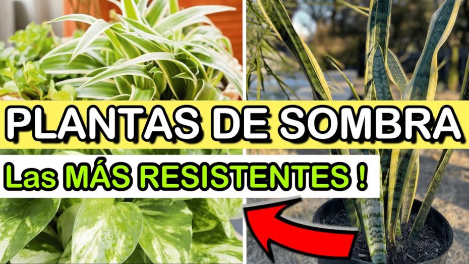 Plantas de sombra total: Descubre las mejores opciones para espacios sin luz solar
