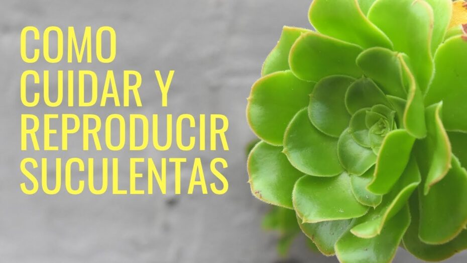 Cuidados y tipos de plantas suculentas: todo lo que necesitas saber