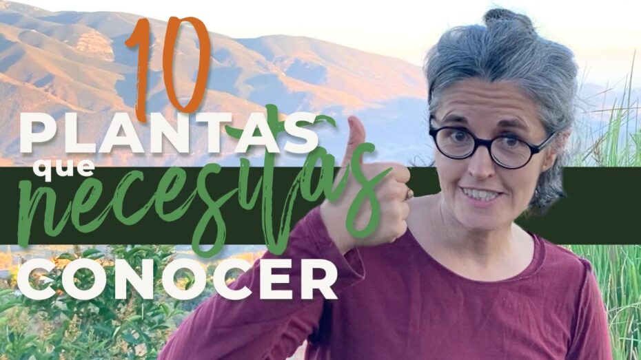Plantas de Mallorca: Descubre las típicas de esta hermosa isla