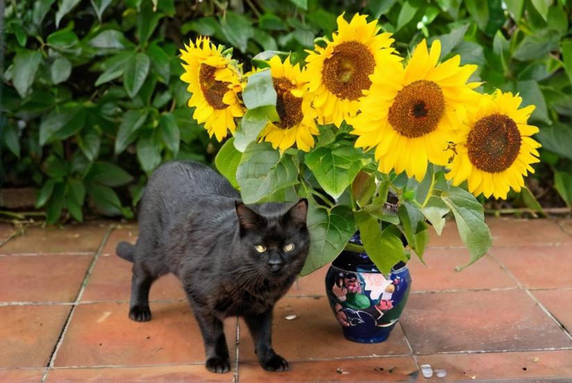 Plantas tóxicas para gatos