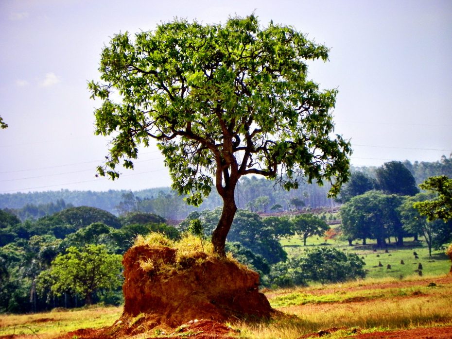 Plantas similares al tronco de Brasil