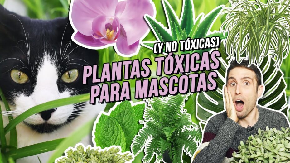 Veneno para gatos: descubre las plantas tóxicas que debes evitar