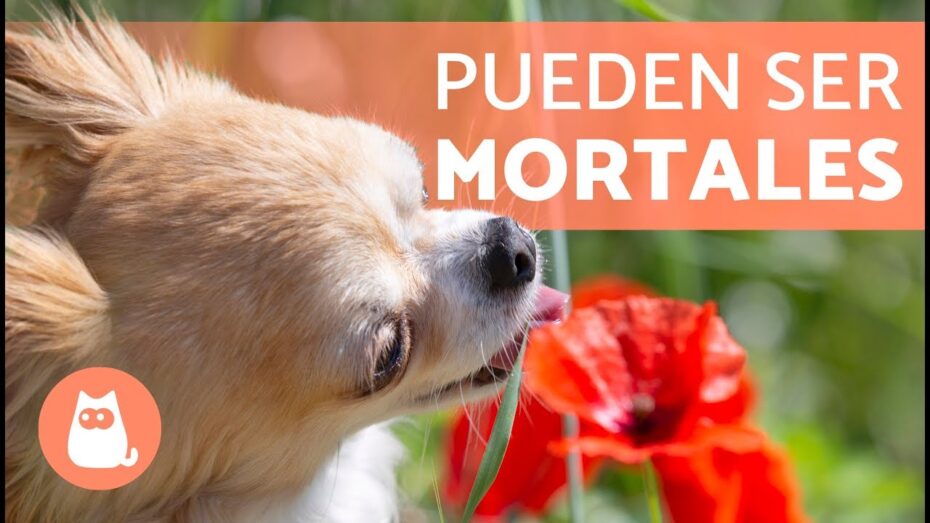 Veneno para perros: plantas tóxicas que debes evitar