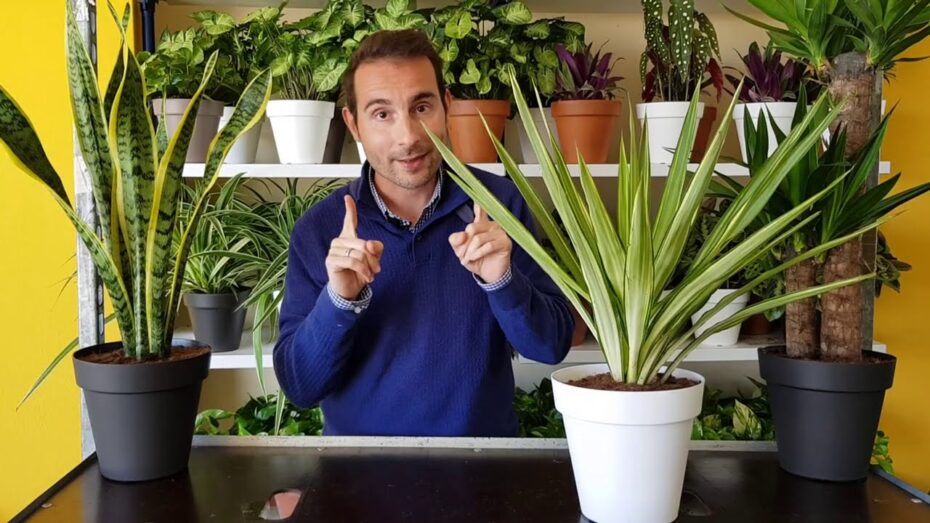 Plantas de exterior: Descubre las maravillas de las plantas verdes