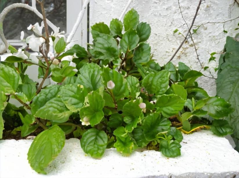 Plectranthus