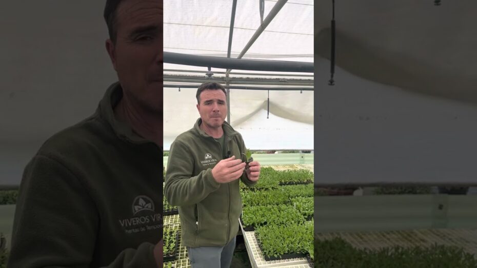 Poda de la dimorfoteca: técnicas y consejos para un cuidado óptimo de esta planta