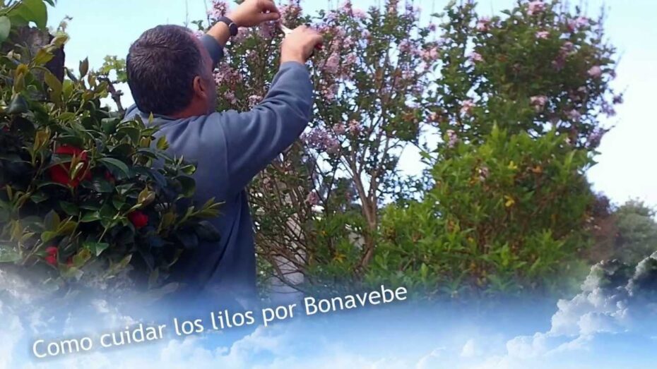 Guía completa de poda del lilo: consejos expertos para cuidar tus plantas
