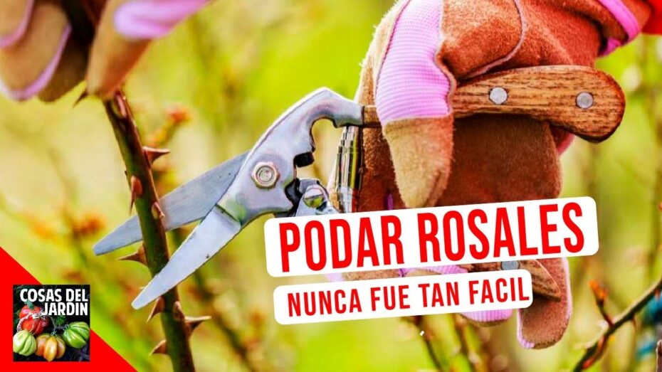 Podar rosales en maceta: cuándo y cómo hacerlo para un crecimiento saludable