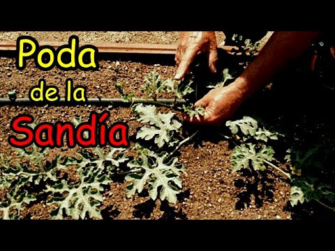 Poda de la sandía: técnicas, consejos y beneficios para un cultivo saludable