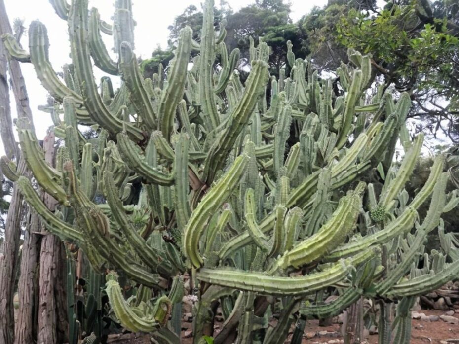 Polaskia chichipe: características y cuidados mínimos a darle