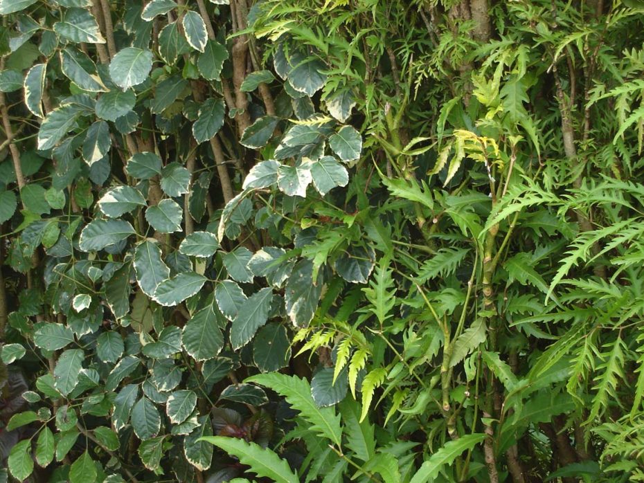 Polyscias: Descubre todo sobre estas fascinantes plantas y su botánica