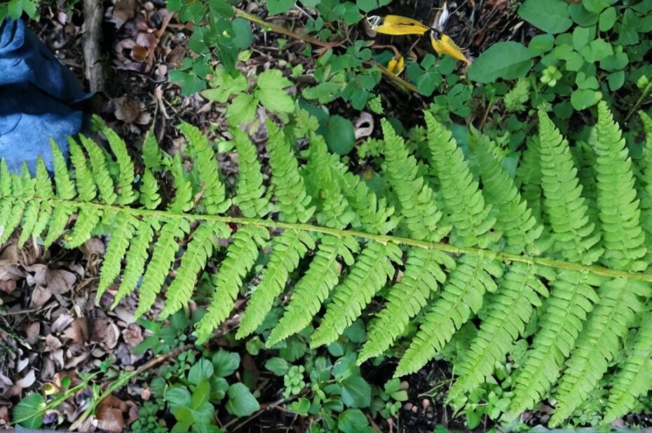 Polystichum setiferum o helecho blando