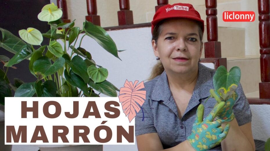 Anturio con hojas marrones: Descubre por qué ocurre y cómo solucionarlo
