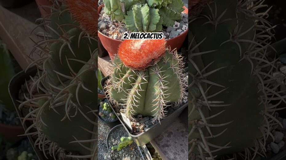 Cuidado de cactus: Descubre por qué no son fáciles de cuidar