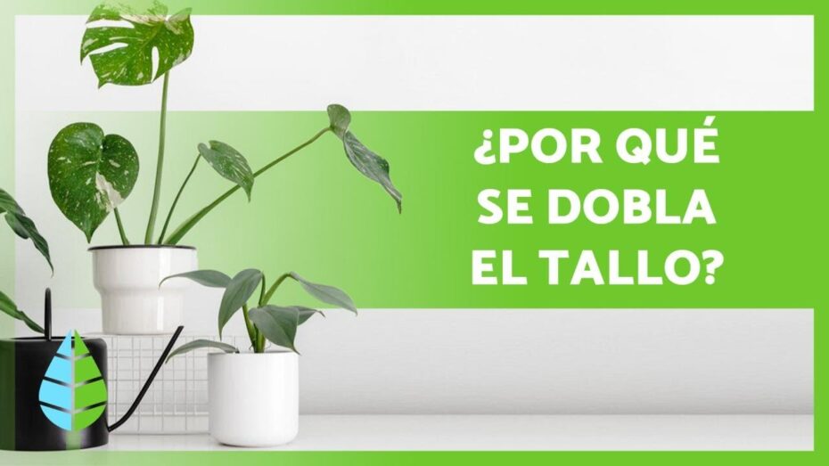 Por qué los tallos de las plantas se doblan: causas y soluciones