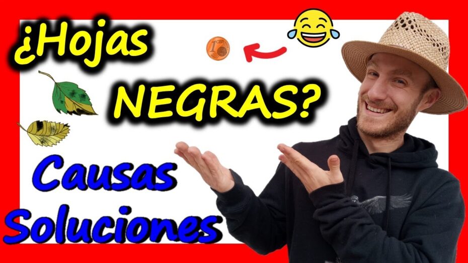 Prevención y solución: Hojas negras en las plantas y por qué ocurren