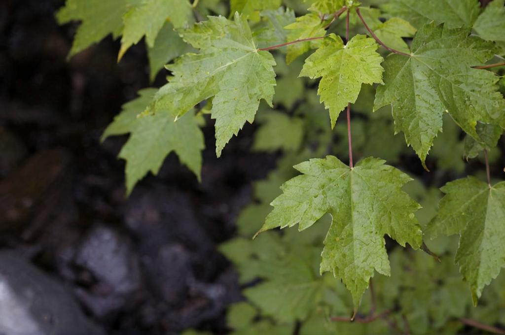 ¿Por qué las plantas entran en pánico cuando llueve?