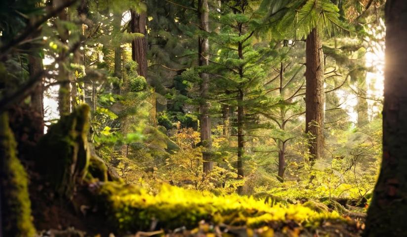¿Por qué las plantas necesitan luz?