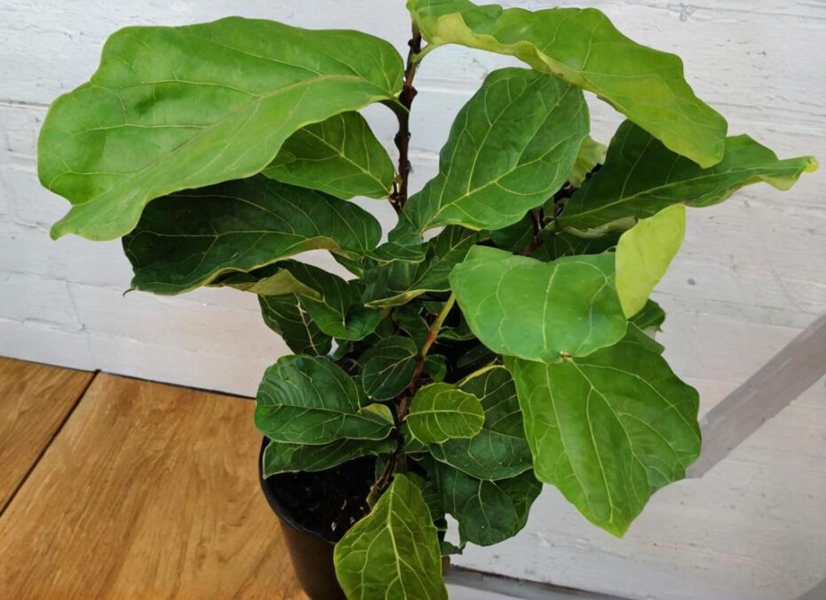 ¿Por qué mi Ficus lyrata tiene las hojas marrones?