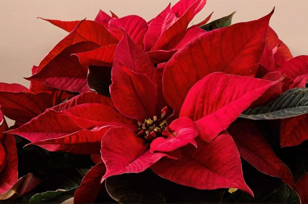 ¿Por qué mi flor de pascua tiene los tallos marrones?