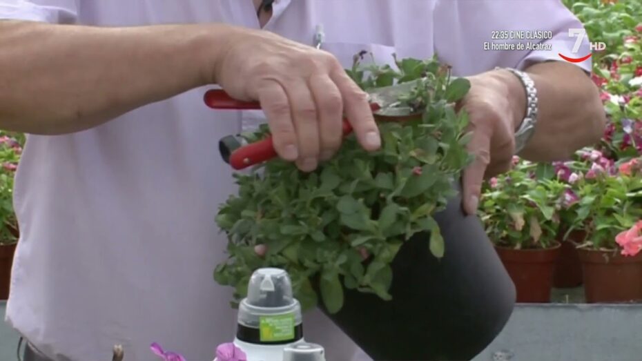 Por qué las petunias mueren: Consejos y soluciones para cuidarlas adecuadamente
