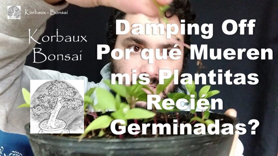 Plantitas recién germinadas: Descubre por qué se mueren y cómo evitarlo