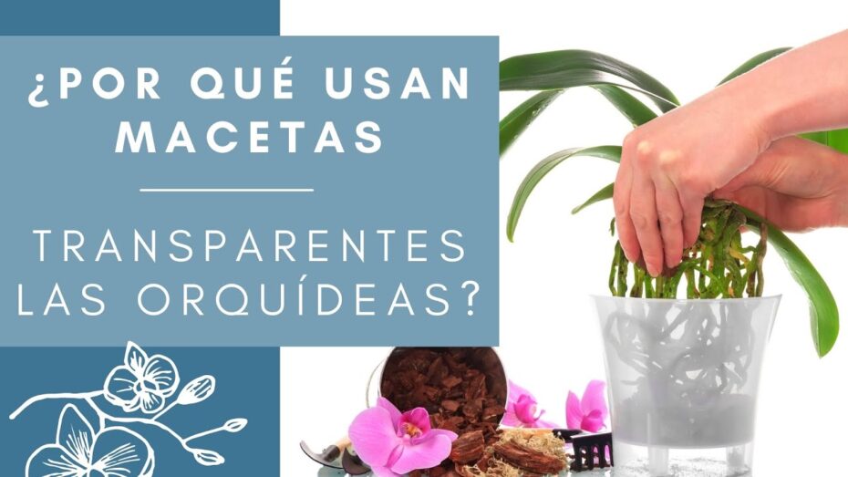 Orquídeas en macetas transparentes: por qué son imprescindibles para su crecimiento