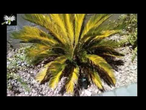 Palmera con hojas amarillas: descubre por qué y cómo solucionarlo