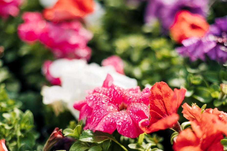 Petunias pegajosas: descubre por qué y cómo solucionarlo