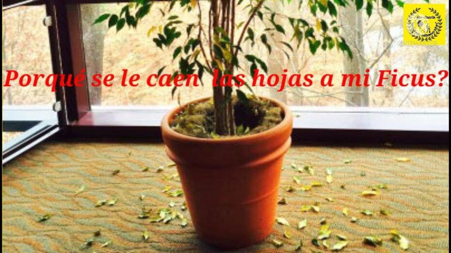 Ficus: ¿Por qué se le caen las hojas? Descubre las causas y cómo solucionarlo