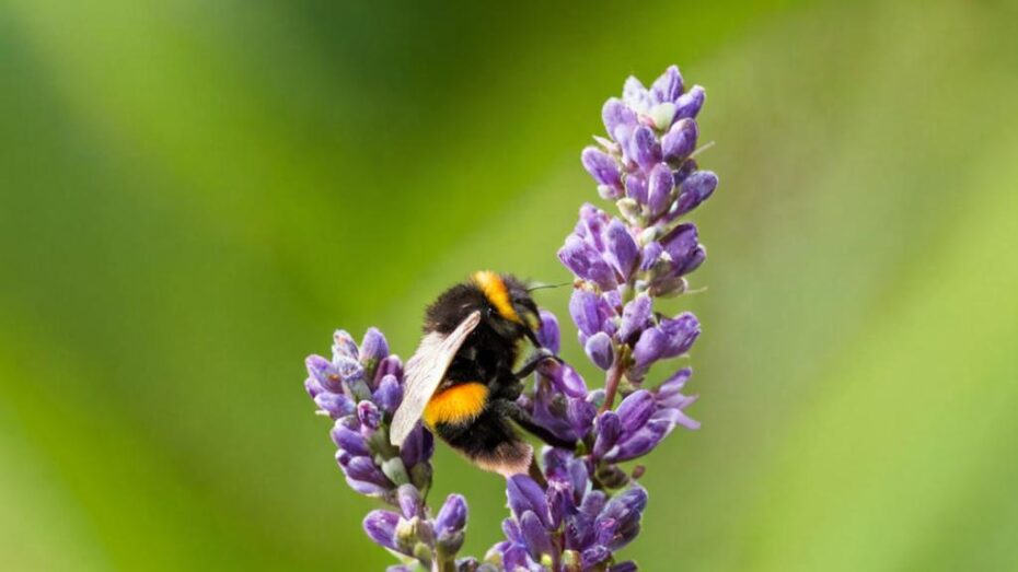 ¿Por qué se seca la lavanda en maceta?