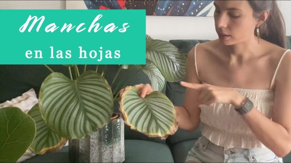 Secado de las puntas de las hojas de las plantas de interior: causas y soluciones