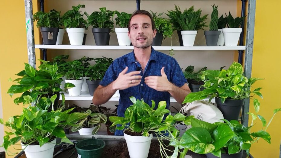 Cuidados del Poto: Guía completa para cuidar esta planta de interior
