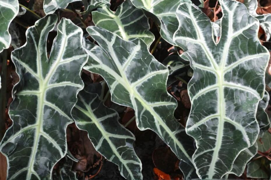 Precauciones sobre la toxicidad de la Alocasia amazónica