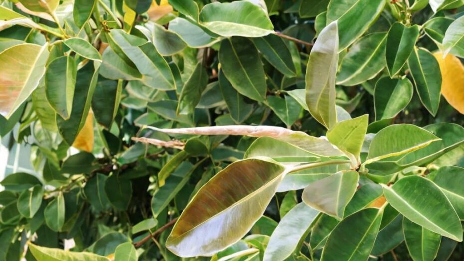 Problemas que puede tener el Ficus elastica