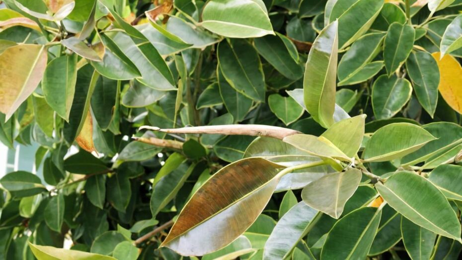 Problemas que puede tener el Ficus elastica