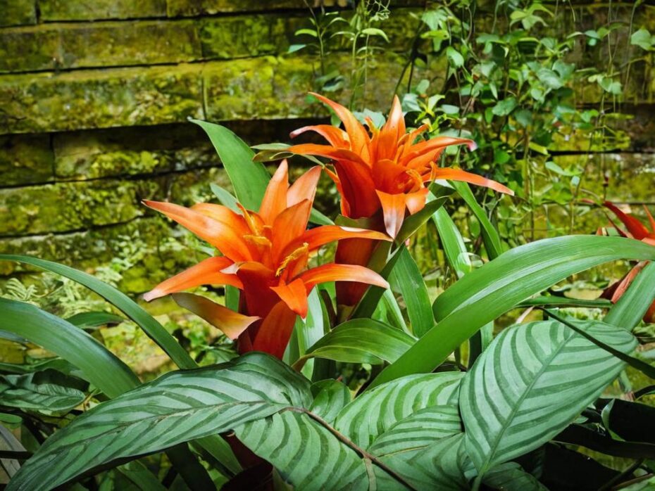 Problemas y soluciones para bromelias: plagas, enfermedades y cuidados