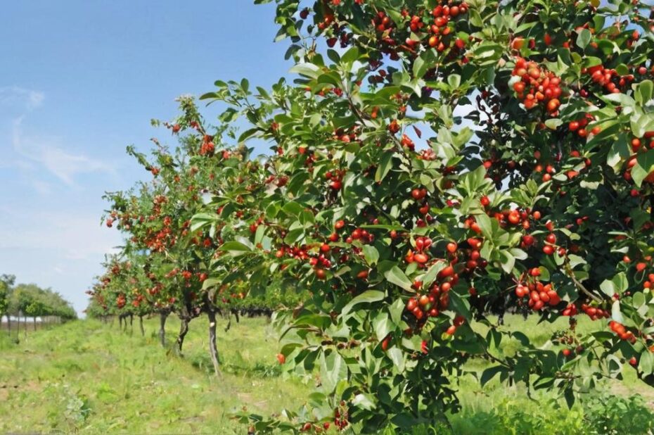 Propiedades y beneficios de las cerezas