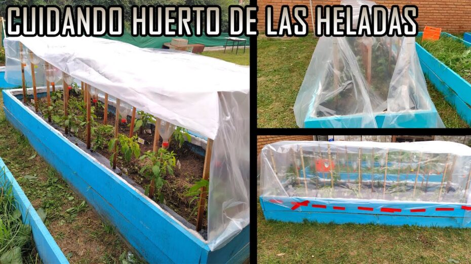 Protege tu huerto de las heladas: consejos expertos de botánica y plantas