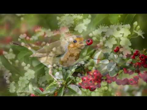 Pyracantha: Todo lo que necesitas saber sobre esta planta y su impacto en la botánica