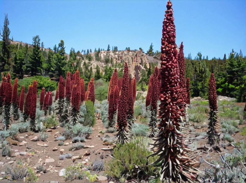 ¿Qué características tiene el tajinaste del Teide?