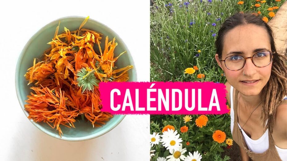 Caléndula: Descubre qué es esta planta y sus beneficios para la salud y la belleza