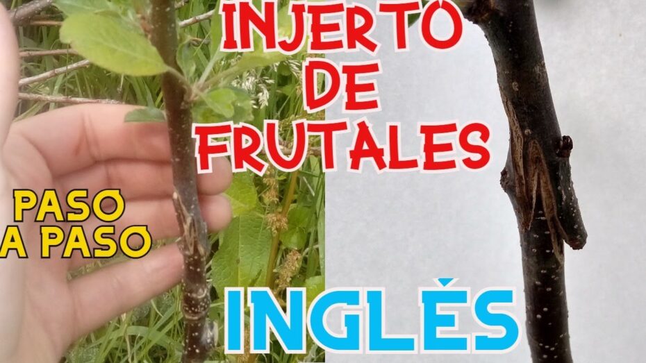 Injerto inglés: qué es y cómo se hace, técnicas y consejos expertos en botánica