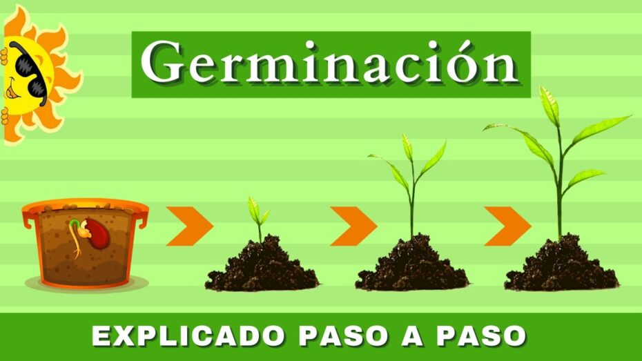 Guía completa sobre la germinación: todo lo que necesitas saber