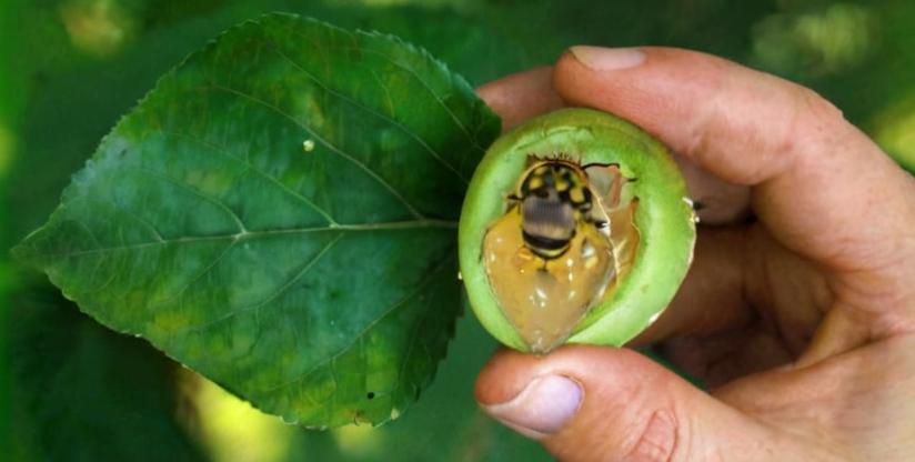 ¿Qué es la virosis y cómo afecta a las plantas?